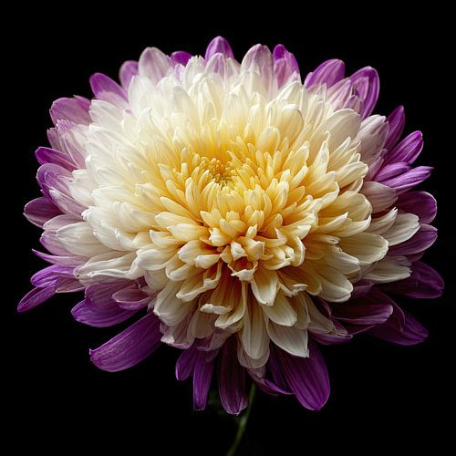 Autumn flower, the chrysanthemum by Vlindertuin-Art