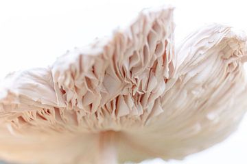 Abstracte paddenstoel