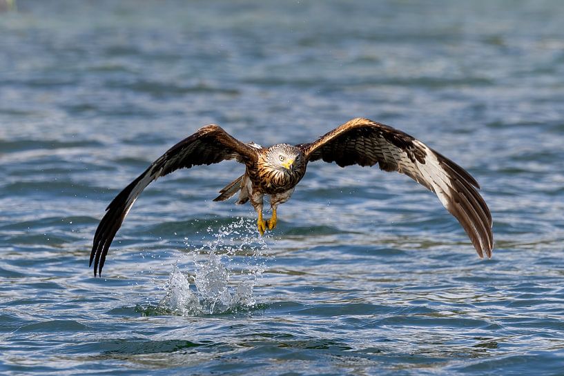 A red kite hunting by Teresa Bauer