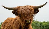 Scottish Highlander