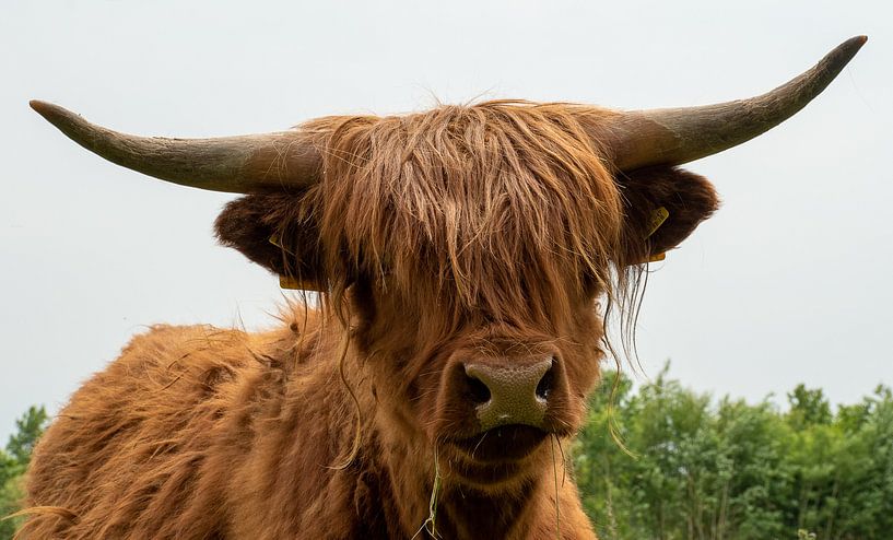 Scottish Highlander by peter remmers