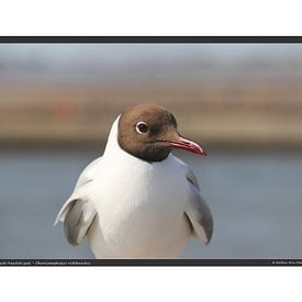 Mouette rieuse - DIN A2 sur Matthias Brix