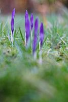 Spring crocuses