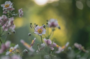 anemone tomentosa by Tania Perneel