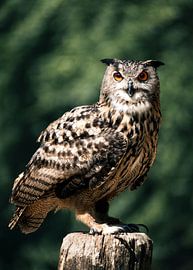 Eagle owl in the forest by Nils Hornschuh