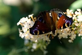 papillon de cordonnier sur lilas blanc