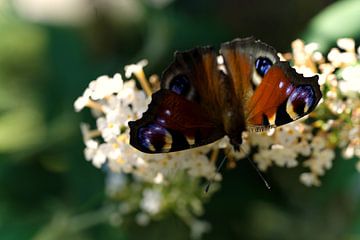cobbler butterfly on white lilac by joyce kool