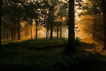 Forêt avec lumière dorée