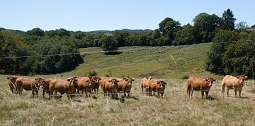 Franse koeien van Karin vanBijlevelt