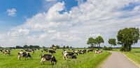 Koeien staan aan een landweg in Groningen van Marc Venema thumbnail