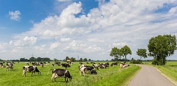 Koeien staan aan een landweg in Groningen
