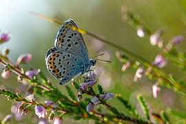 Butterfly on a flower by Hans-Jürgen Janda