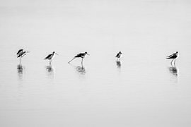Reiher im stillen Wasser – Schwarz-Weiß-Vogelfotografie
