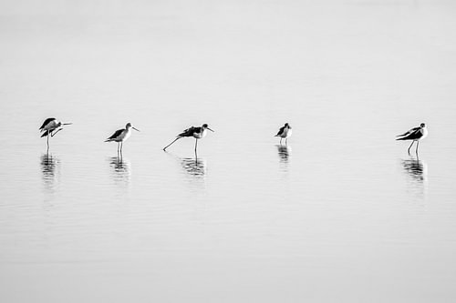 Black-winged Stilts in Still Water: Black-and-White Bird Photography