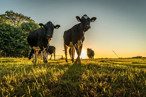 Koeien in de avondzon