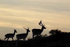 Damherten by sunset von Yvonne Steenbergen