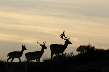 Damherten by sunset