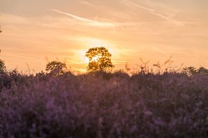 Hoorneboegse Heide - 3
