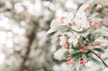 Branch with white and pink blossom