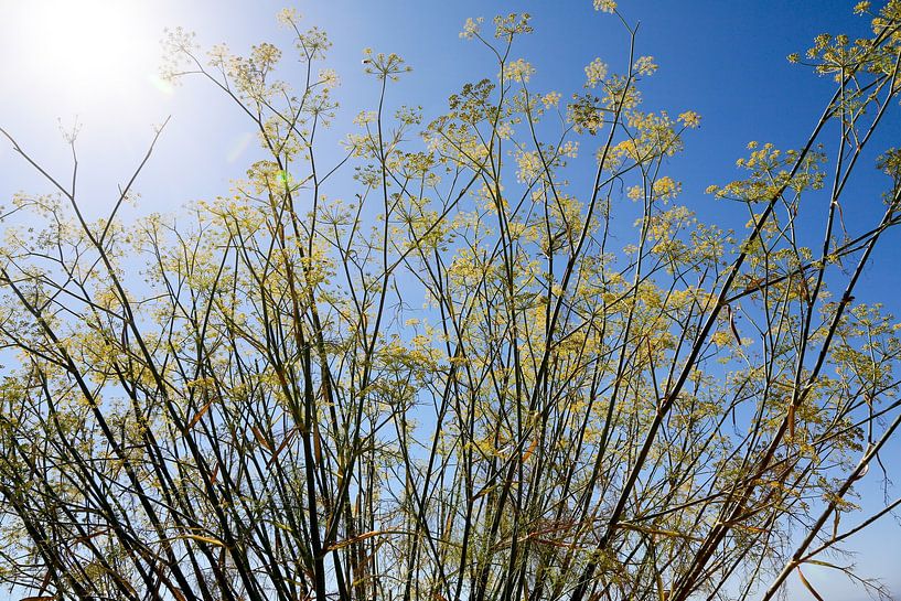Plantes le long de Big Sur par Marit Lindberg