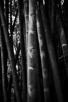 bamboe stengels