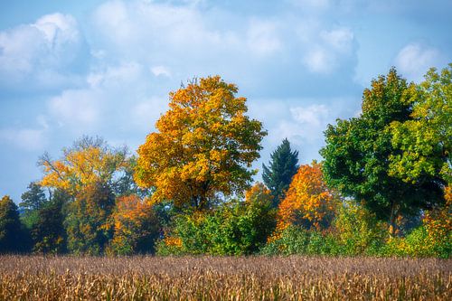 Herfstlandschap met kleurrijke bladeren in Schrobenhausen