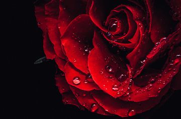 Rode roos 1 van iwan faber