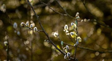 Branches with small flowers on them 2 by Percy's fotografie
