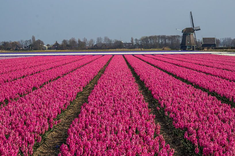 Roze vlakken by peterheinspictures