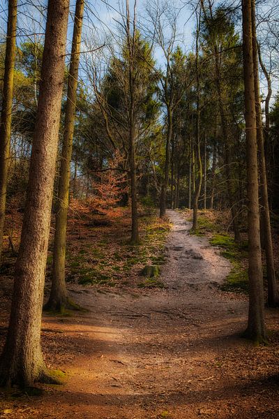 Een pad door het bos par Tim Abeln