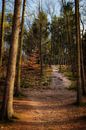 Een pad door het bos van Tim Abeln thumbnail