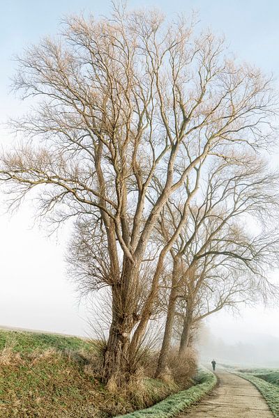 Rondom de boom van Michael Schulz-Dostal