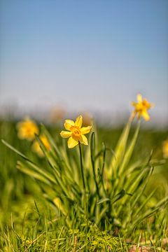 Spring, Daffodils by Rob van der Teen