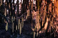 Hanging oblong flowers on the tree in the winter in the woods