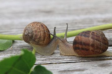 Snail love by Bärbel Severens