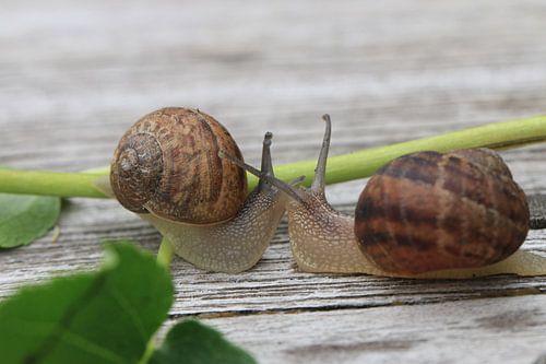 L'amour des escargots