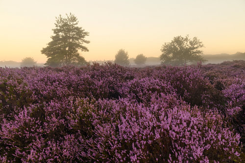Sunrise over a heathland landscape during a beautiful summer mor by Sjoerd van der Wal Photography