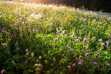 des fleurs dans l'herbe