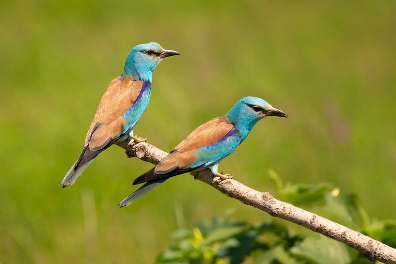 The Roller, Coracias garrulus by Gert Hilbink