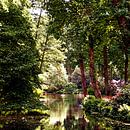 Forest (Botanischer Garten in Bremen) van Andreas Wemmje thumbnail