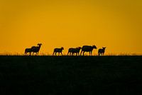 Schapen op de zeedijk