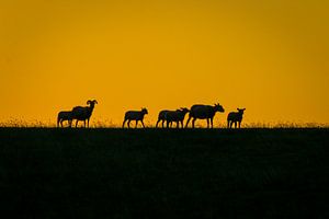 Schapen op de zeedijk von Jo Pixel