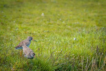 Rousettes sur Koen Goossens