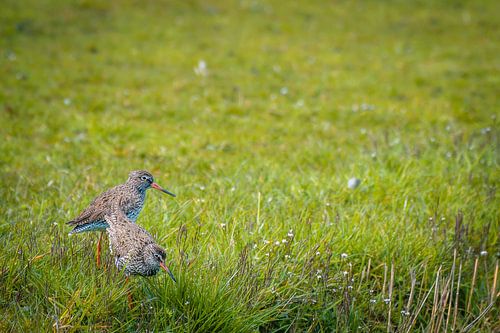 Redshanks