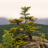 Der Harz