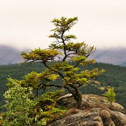 Der Harz