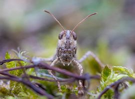 Grasshopper looking at you by Marcel Klootwijk