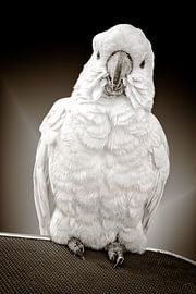 Polly will einen Keks