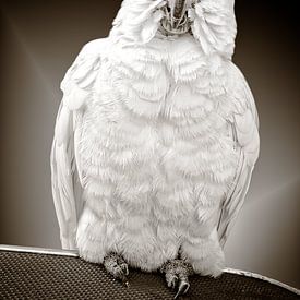 Polly will einen Keks von Jan van der Knaap