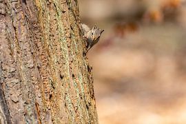 Hey, du auch hier? von Rob Smit